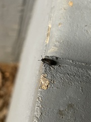 Blapstinus