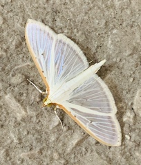 Palpita quadristigmalis