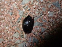 Agabinae