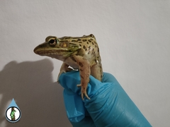 Lithobates forreri