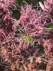 Agapostemon sericeus
