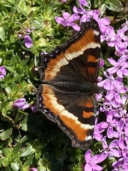 Aglais milberti