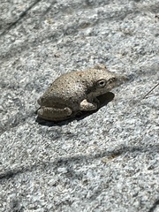 Pseudacris cadaverina