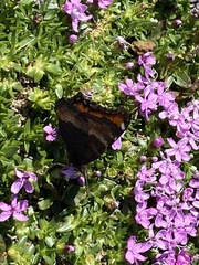 Aglais milberti