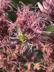 Agapostemon sericeus