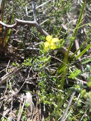 Hibbertia riparia