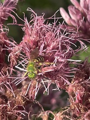 Agapostemon sericeus