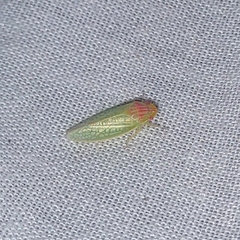 Gyponana octolineata