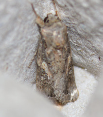 Spodoptera praefica