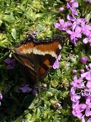 Aglais milberti