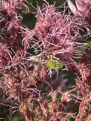 Agapostemon sericeus