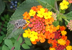 Anthophora marginata