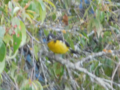 Pheucticus aureoventris