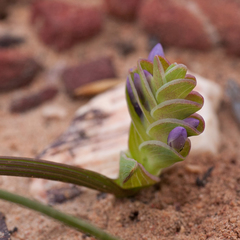 Lapeirousia pyramidalis pyramidalis