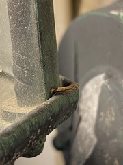 Tinea apicimaculella