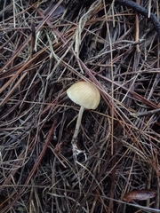 Agaricales