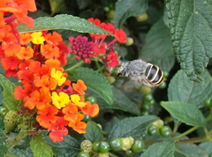 Anthophora marginata