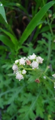 Parthenium