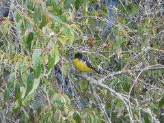 Pheucticus aureoventris