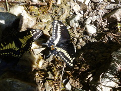 Papilio indra