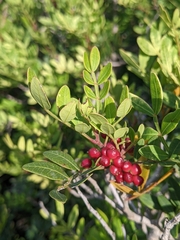 Pistacia lentiscus