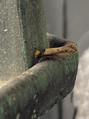 Tinea apicimaculella