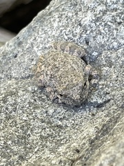 Pseudacris cadaverina