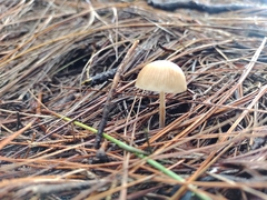 Agaricales