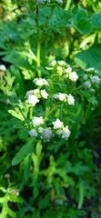 Parthenium
