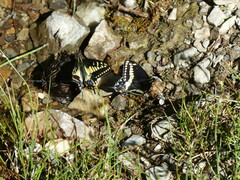 Papilio indra