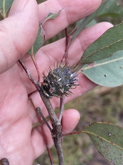 Apiomorpha dipsaciformis