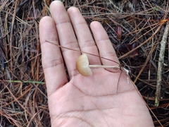 Agaricales