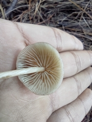 Agaricales