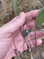 Apiomorpha dipsaciformis