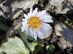 Erigeron humilis