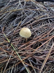 Agaricales