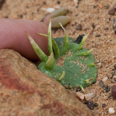 Eriospermum alcicorne
