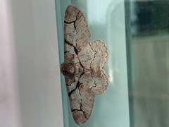 Iridopsis larvaria