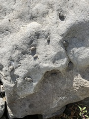 Pseudacris cadaverina