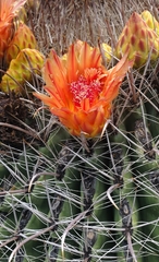 Ferocactus wislizeni