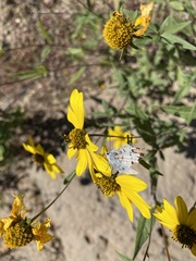 Lycaena