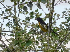 Pheucticus aureoventris