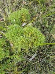 Isopogon ceratophyllus