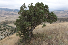 Juniperus polycarpos