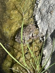 Pseudacris cadaverina
