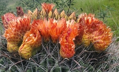 Ferocactus wislizeni