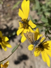 Lycaena