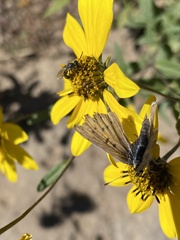 Lycaena