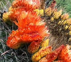 Ferocactus wislizeni