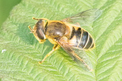 Eristalis nemorum